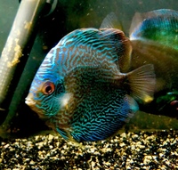 Discus for sale YORK