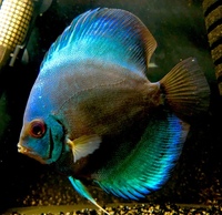 Discus for sale YORK