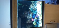 2 ft cube tank Marine 2 ft high stunning with stand looks great £60 paid £350