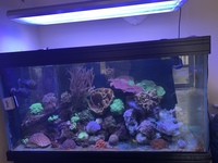 Corals & Fish in full marine tank set up