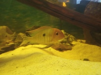 BARGAIN-Open to offers-all must go-SALE--Geophagus,Angelfish South American Cichlids collection for sale in Leeds