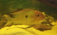 BARGAIN-Open to offers-all must go-SALE--Geophagus,Angelfish South American Cichlids collection for sale in Leeds