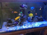 Marine Fish for sale