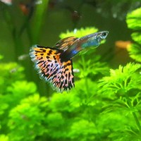 Fancy Delta Tail Guppies