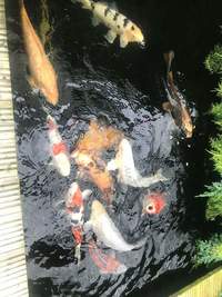 KOI From 13 inch to 30 inch