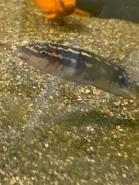 Lake Tanganyika Cichlids Frontosa Lemon Cichlids Julidochromis Synodontis Cardiff