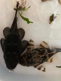 Lake Tanganyika Cichlids Frontosa Lemon Cichlids Julidochromis Synodontis Cardiff