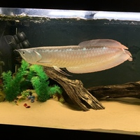 silver arowana 18-20”