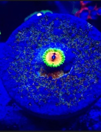 Ultra High End Zoa Hallucination 1p