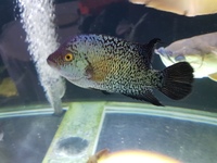 Male kamfa flowerhorn