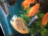 Breading pair of 5/6inch yellow severums - £60