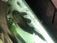 Pleco - 30cm - Beautiful - offers