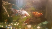 6 to 8 inch 15-Black and 15-White Spotted Gold fish