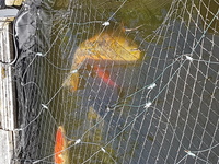 2 large koi and 3 large goldfish for sale