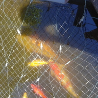 2 large koi and 3 large goldfish for sale