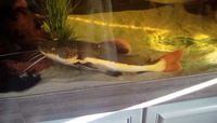 RED TAIL CATFISH