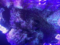 Soft coral live rock