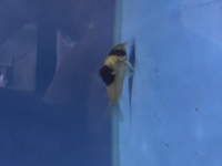 Corydoras CW51 for sale 4-5cm in size