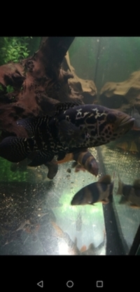 American Cichlids