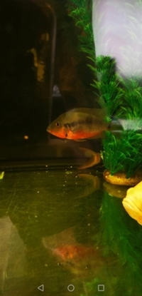 American Cichlids