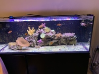 live rock, corals, clown fish in Marine aquarium for sale