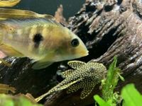 5” Roughly L018 Golden Nugget Pleco