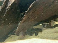 3.5/4” L114 Leopard Cactus Pleco