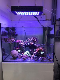 Stunning tank contents,LPS,SPS,soft corals,Barnsley 