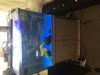 £70 bargain 5 Discus and tank setup + hospital tank