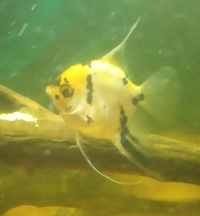 SOLD---Koi Angelfish female (4 inch) for sale in Leeds