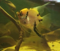 SOLD---Koi Angelfish female (4 inch) for sale in Leeds