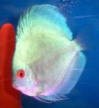 PLYMOUTH DISCUS FOR QUALITY DISCUS FISH, AT THE LOWEST POSSIBLE PRICES.