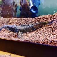 Rare Snakeheads for sale