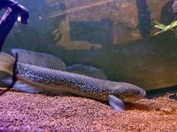 Rare Snakeheads for sale