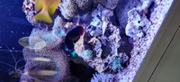 NW Adult coral beauty for sale £25