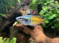 2” Congo Tetra & Rainbow Fish