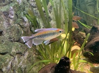 2” Congo Tetra & Rainbow Fish