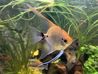 Three large angel Fish