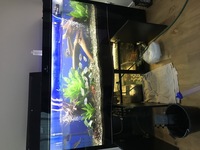 Loads of fish & Cleair Aquatics full set up 200 x 80 x 60cm