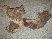 X2 large pieces of bogwood - £15 job lot