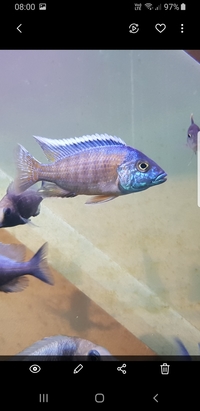 Auolonocara Rubin red trio