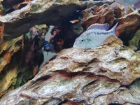 Mylochromis plagiotaenia group of 5