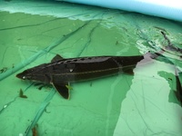 Sturgeon 1.2m long