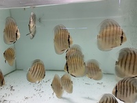 F1 Curumucuri from wild parents