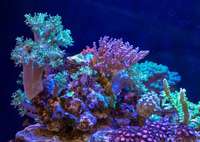 EA Reefpro 1200s 2 years old and perfectly matured corals