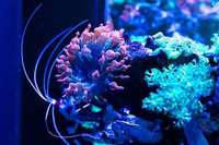 EA Reefpro 1200s 2 years old and perfectly matured corals