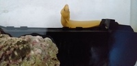 BANANA MORAY EEL ULTRA REDUCED RARE EEL...HARD TO OBTAIN