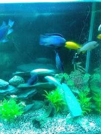 Mixed malawi cichlids