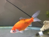 Free common goldfish