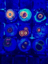 High End Zoa Frag Pack X9